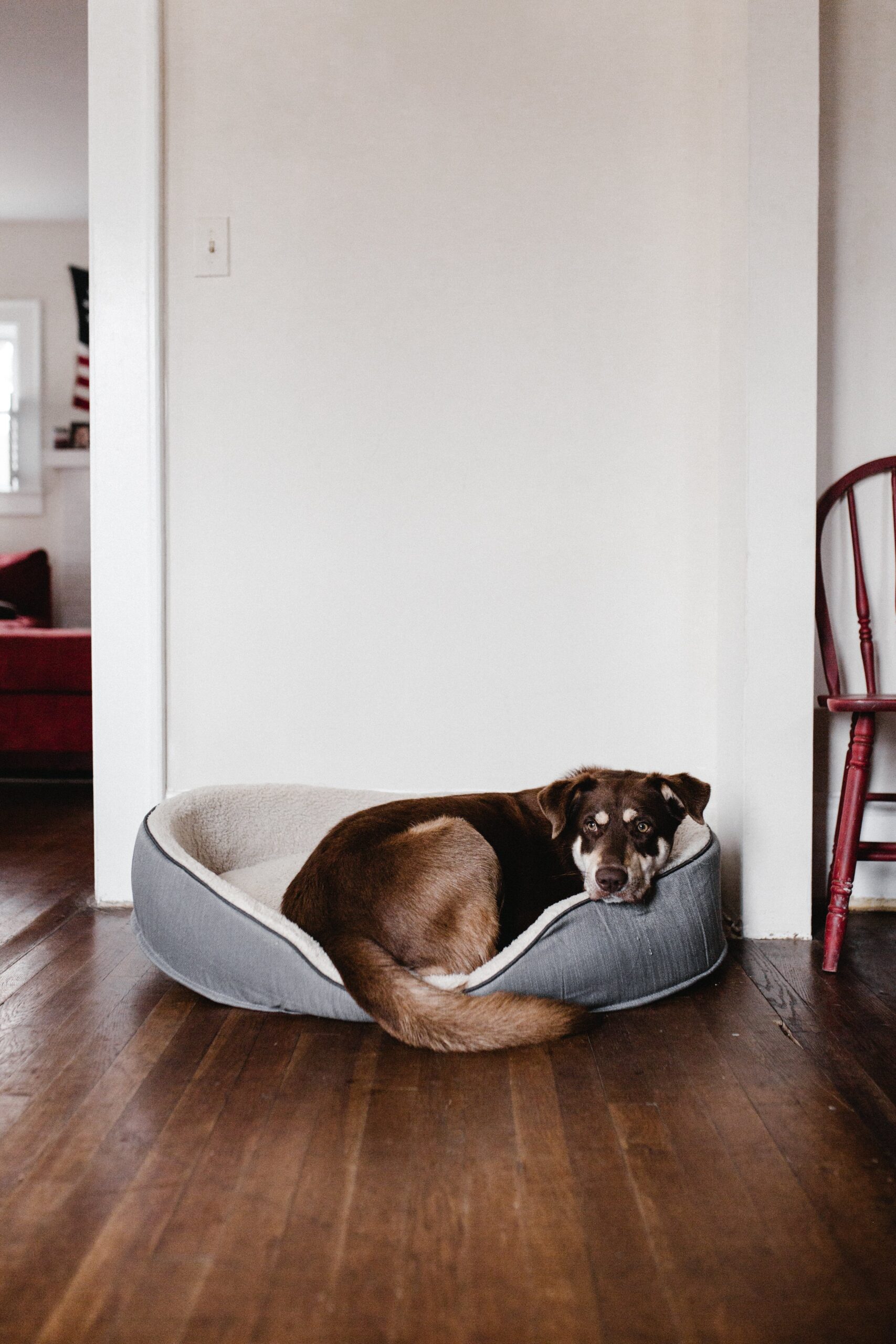 The Comfiest Beds For Your Pups
