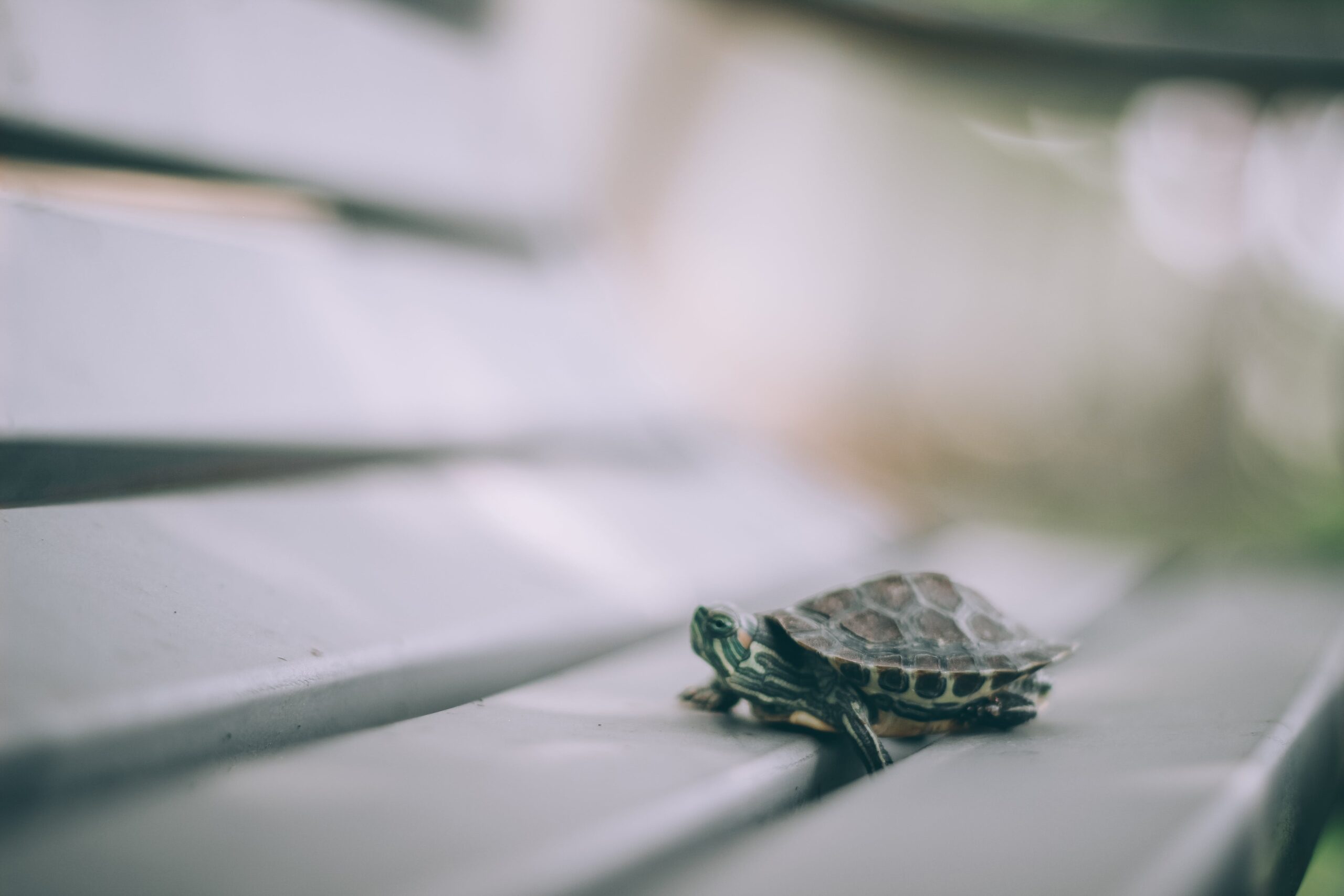 Recommended Items For Your Pet Turtle