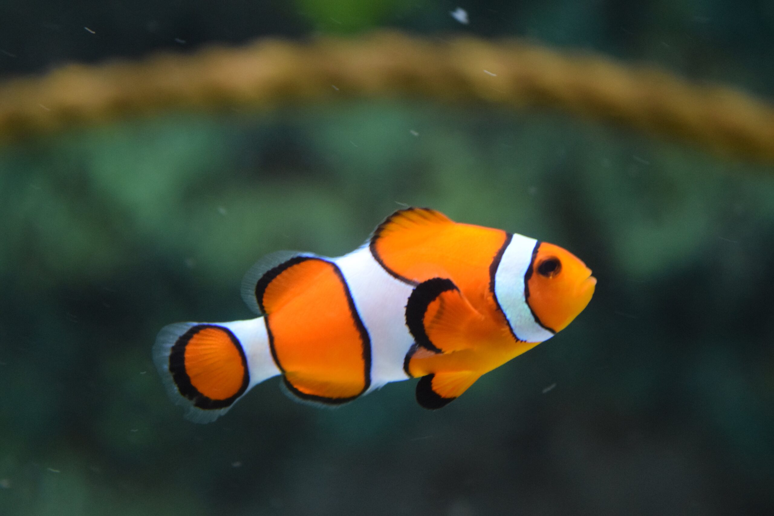 Must-Have Accessories for Happy and Healthy Pet Fish