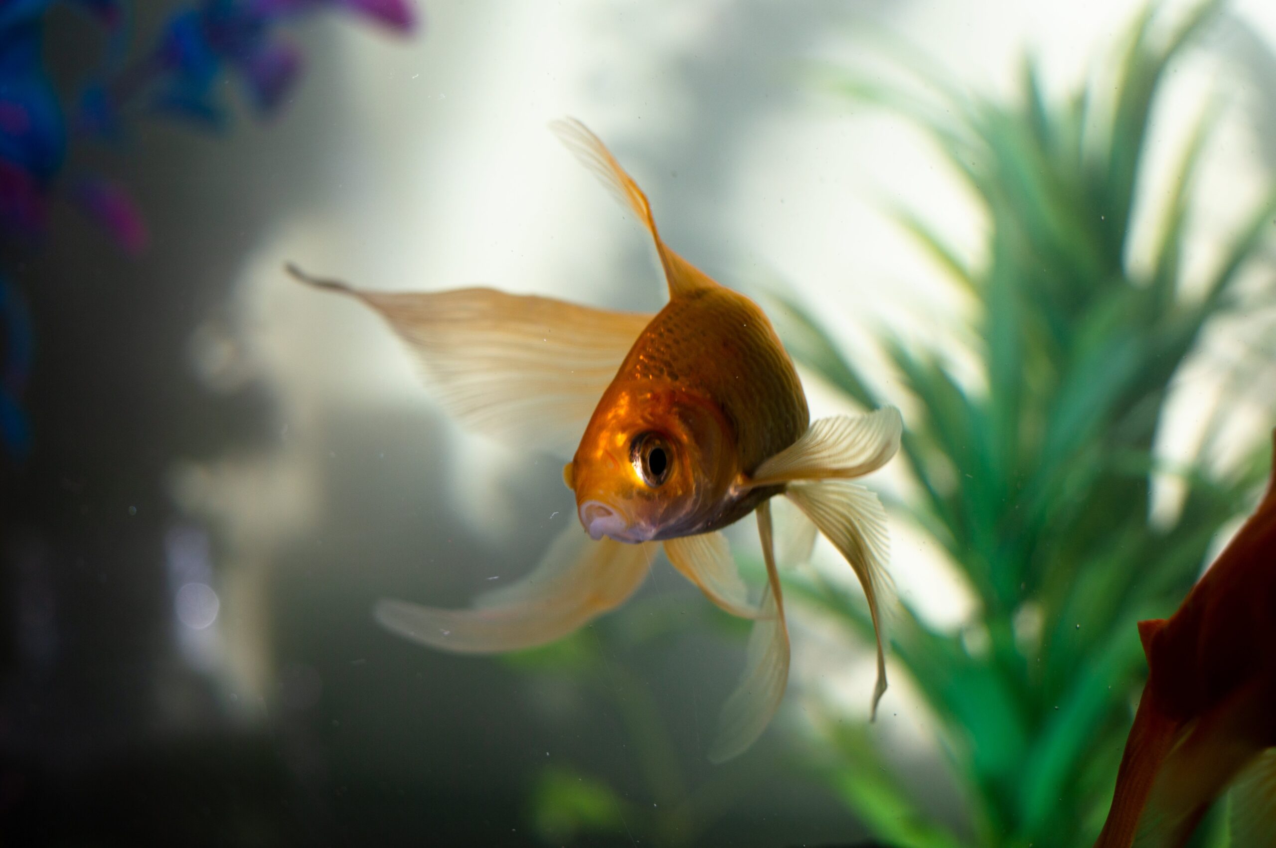 Recommended Tanks For Your Pet Fish