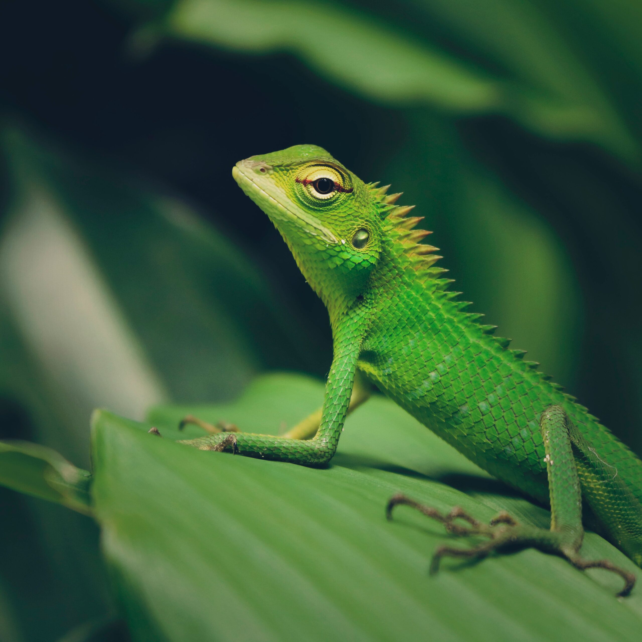 Top Recommendations for Lizards and Geckos’ Care and Comfort