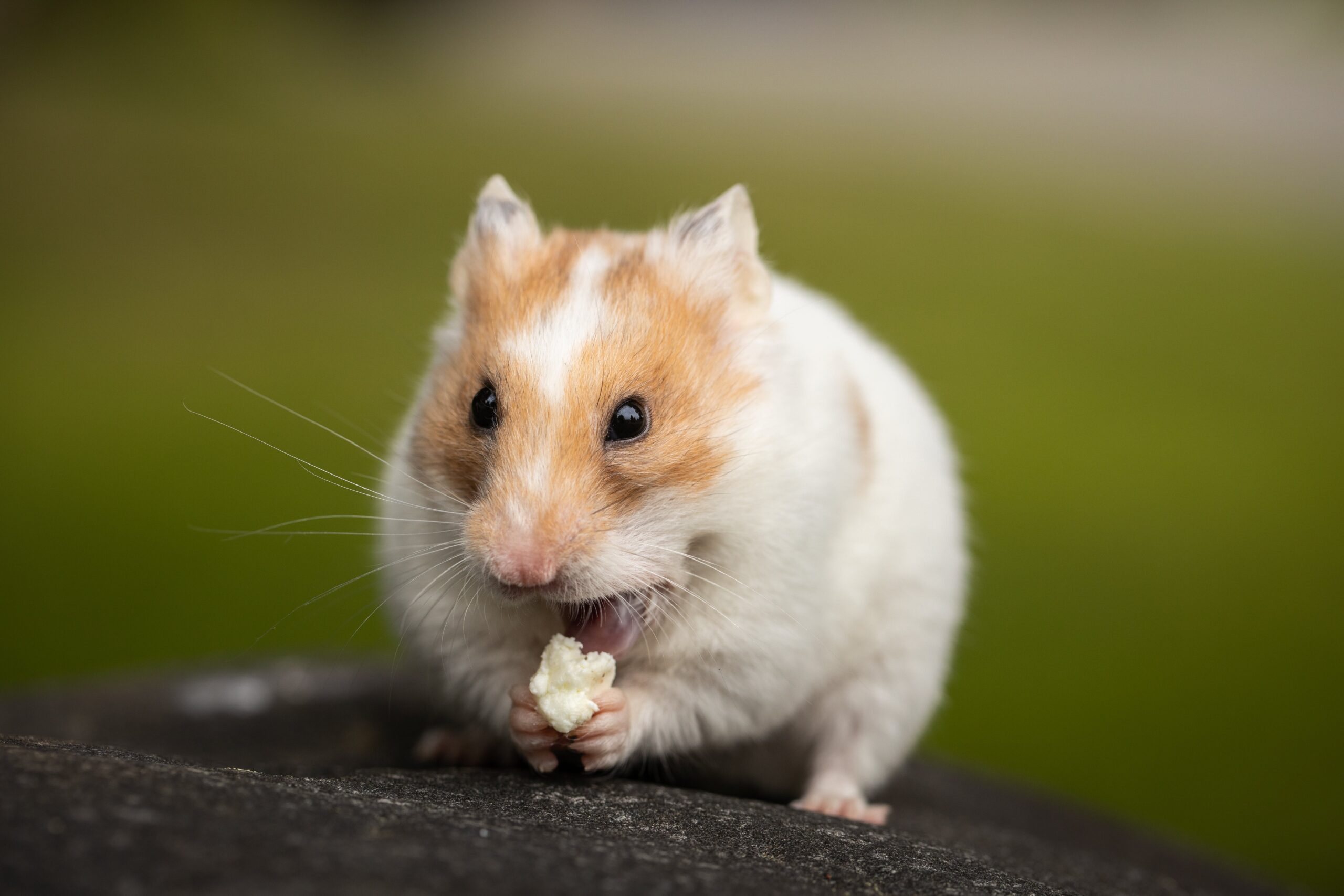 Necessary Accesories For Your Pet Hamster